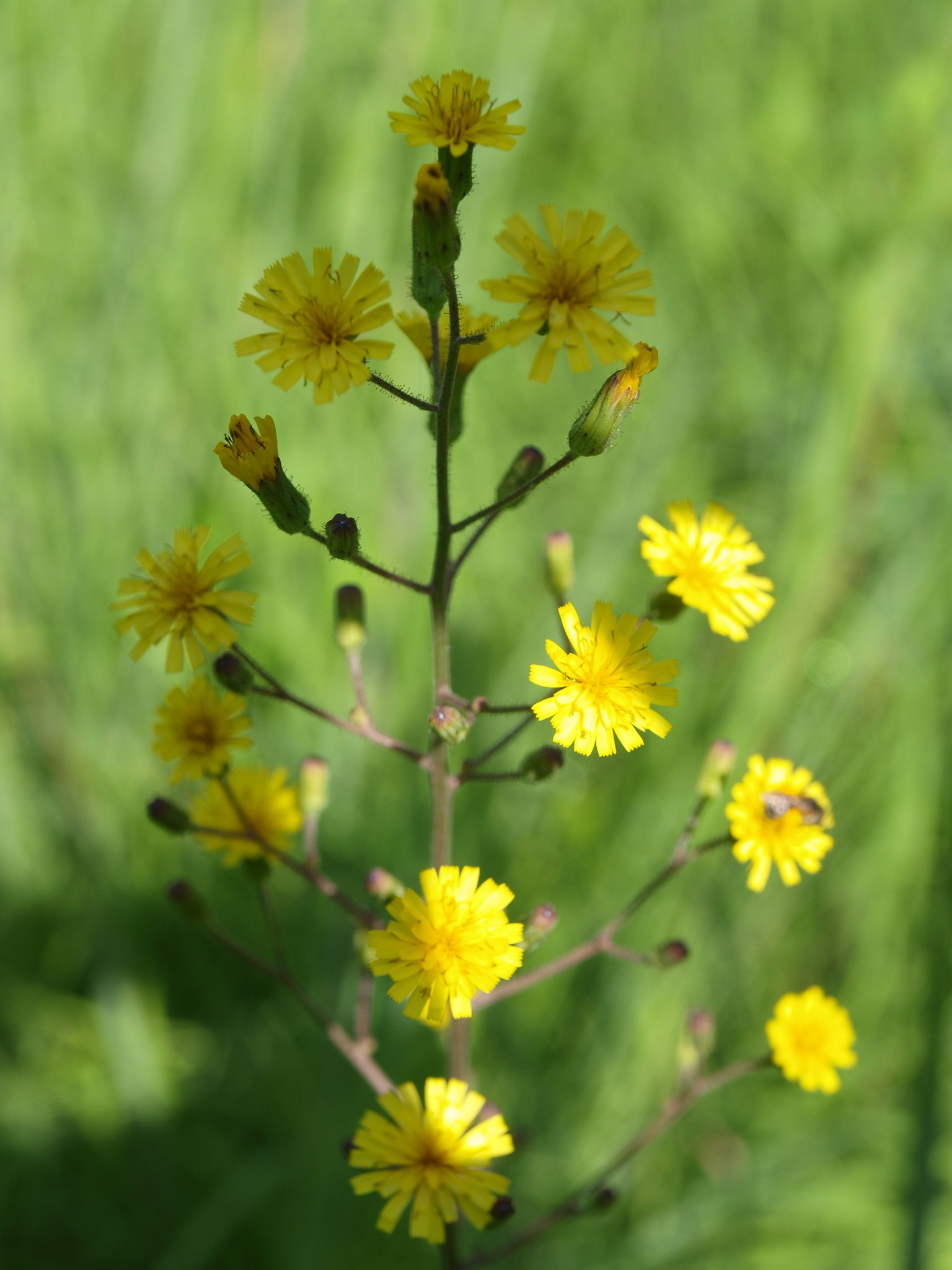 Hieracium gronovii
