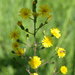 Hairy Hawkweed - Photo (c) Erin Faulkner, some rights reserved (CC BY-NC), uploaded by Erin Faulkner