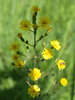 Hairy Hawkweed - Photo (c) Erin Faulkner, some rights reserved (CC BY-NC), uploaded by Erin Faulkner