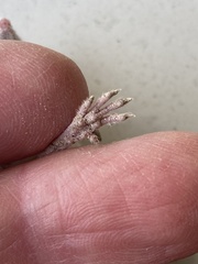 Perognathus longimembris