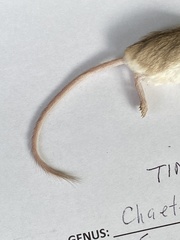 Perognathus longimembris