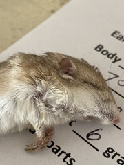 Perognathus longimembris