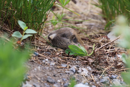 Northern Pocket Gopher photographed in Michigan