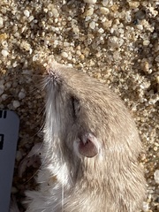 Perognathus longimembris