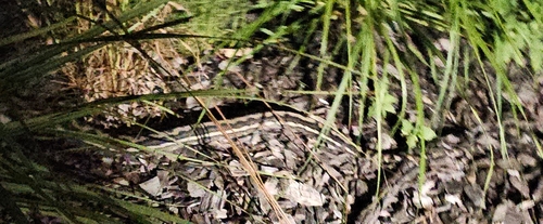 Coastal Carpet Python sighting
