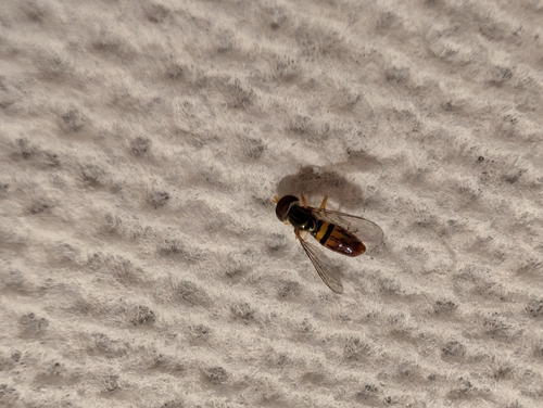 Unknown species found near University Club Apartments, Gainesville, FL 32608, USA