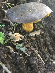 Aureoboletus citriniporus
