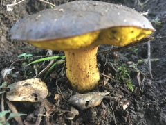Aureoboletus citriniporus