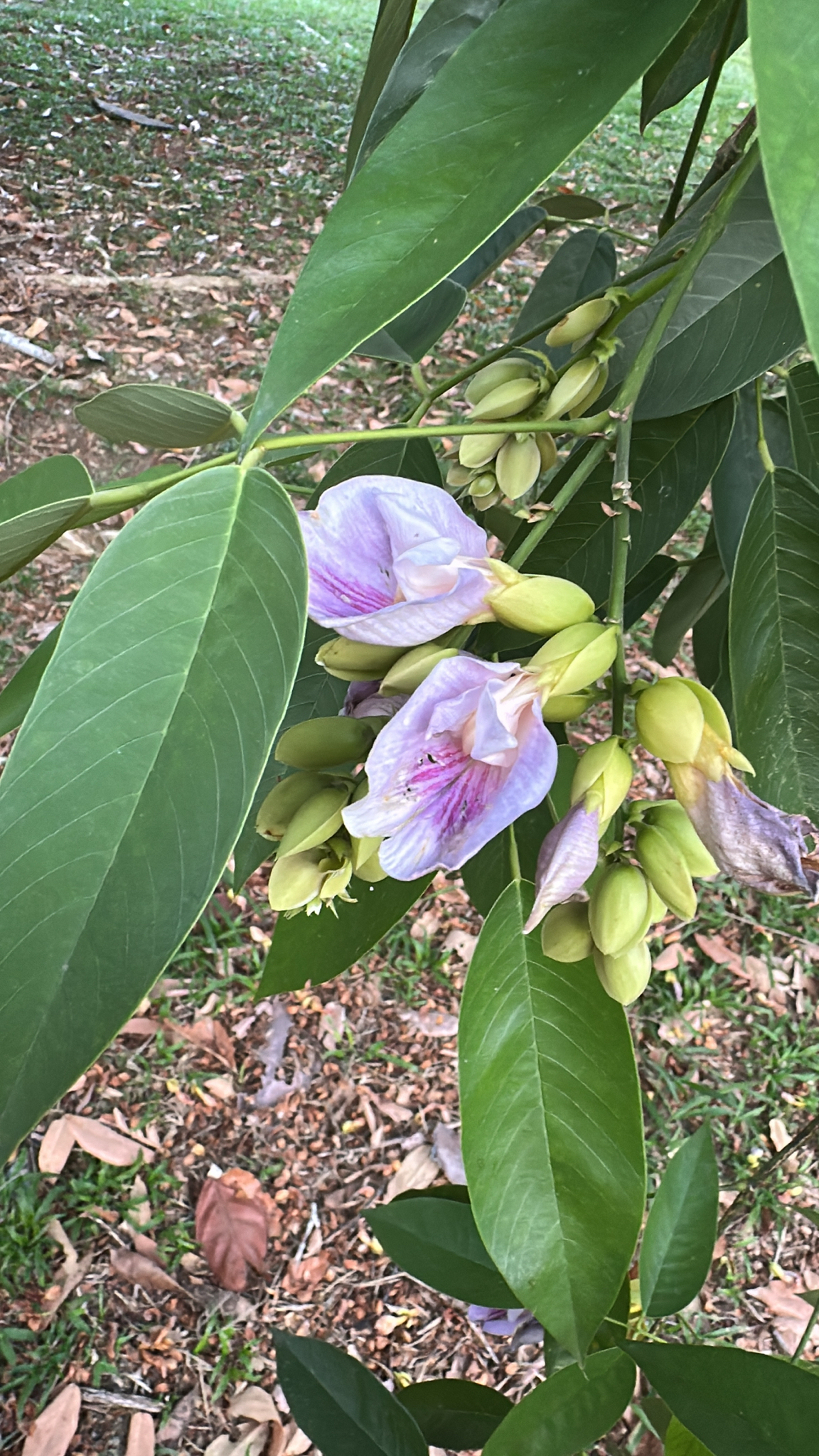 Clitoria fairchildiana