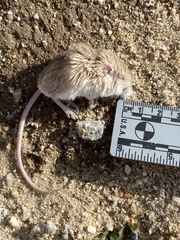 Perognathus longimembris