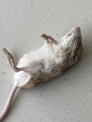 Perognathus longimembris