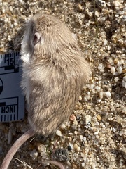 Perognathus longimembris