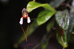 Masdevallia hortensis