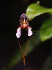 Masdevallia hortensis