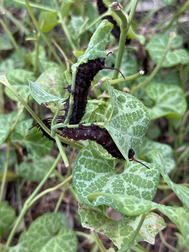 Pipevine Swallowtail