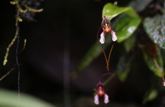 Masdevallia hortensis