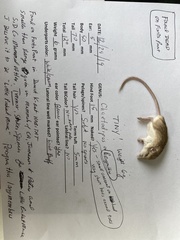 Perognathus longimembris