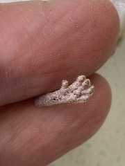 Perognathus longimembris