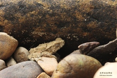 Phrynoidis juxtasper