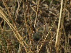 Euchorthippus chopardi