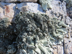 Xanthoparmelia mexicana