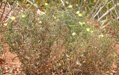 Mexican prickly poppy