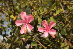 Hibiscus