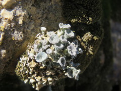 Cladonia asahinae