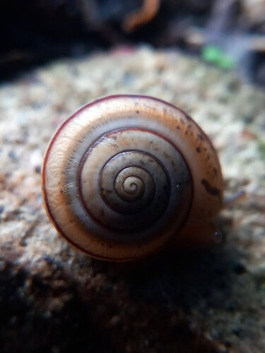 Portugala inchoata