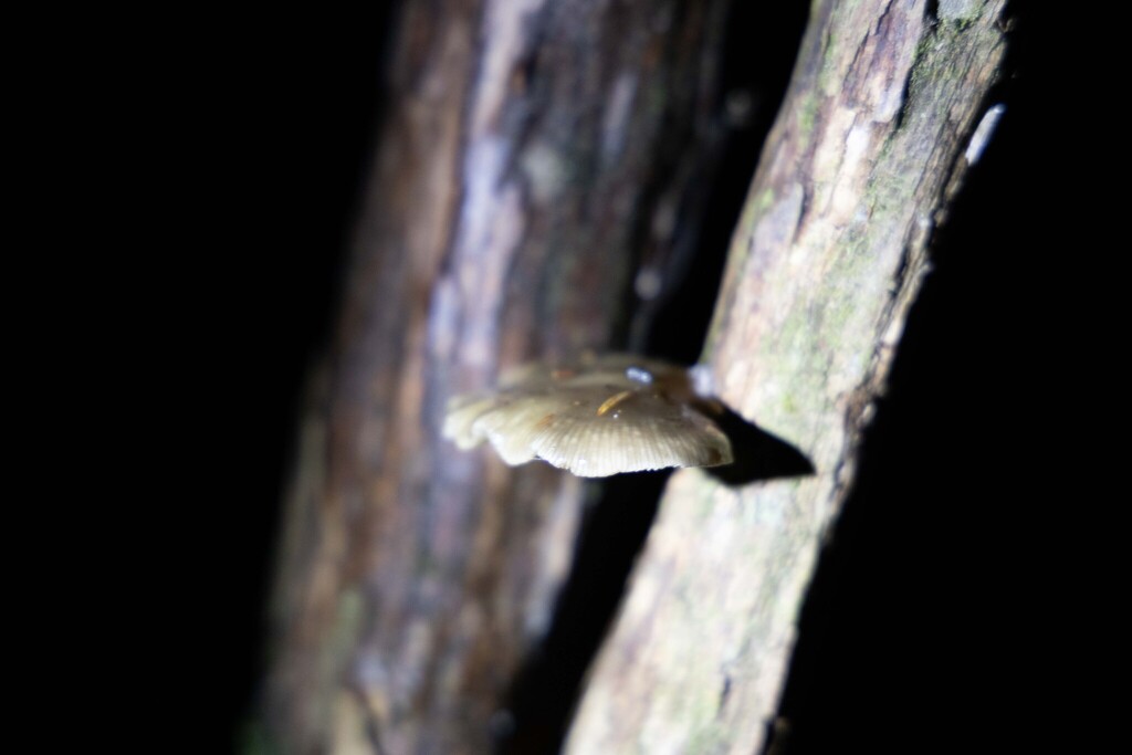 Scytinotus longinquus · August 2025 · photo: © lewispeach (iNaturalist, CC)