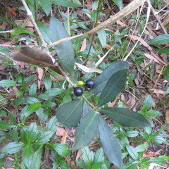 Alyxia spicata