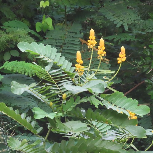 Candelabra Bush (Senna alata)