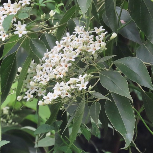 Cueramo (Cordia elaeagnoides)