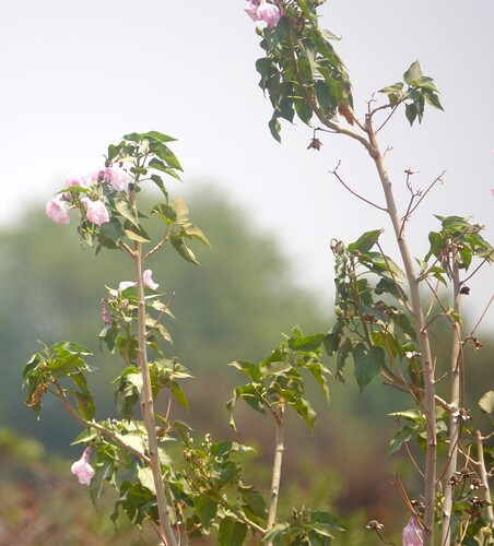 Ipomoea carnea fistulosa