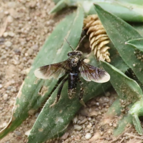 Black Slender-Stingless bee (Frieseomelitta nigra)