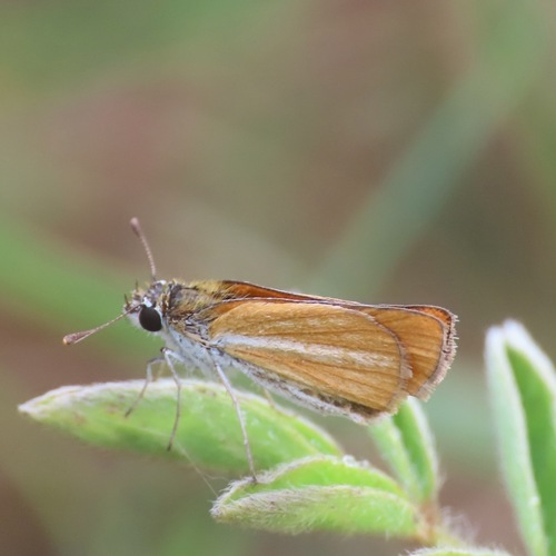 Southern Skipperling (Oarisma minima)