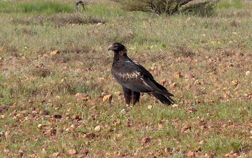 Mainland Wedge-tailed Eagle