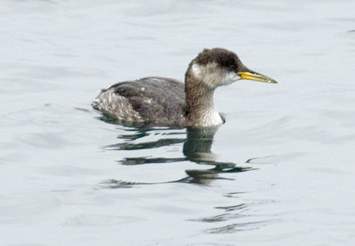Red-necked Grebe