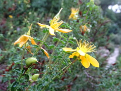 Hypericum balearicum