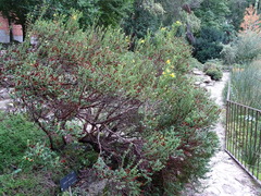 Hypericum balearicum