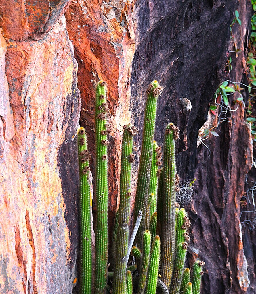 Arthrocereus spinosissimus