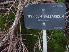 Hypericum balearicum