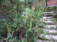 Hypericum balearicum