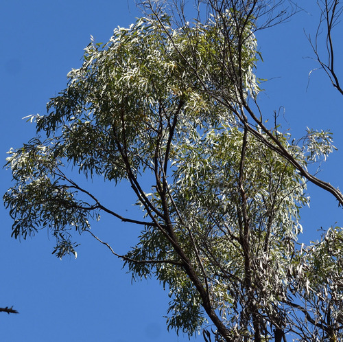 Eucalyptus exilipes 2