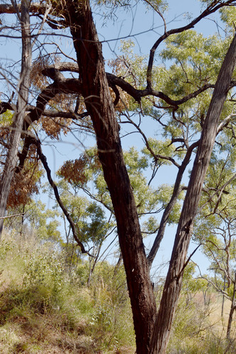 Eucalyptus exilipes 3