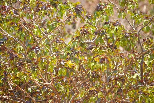 Bellyache Bush