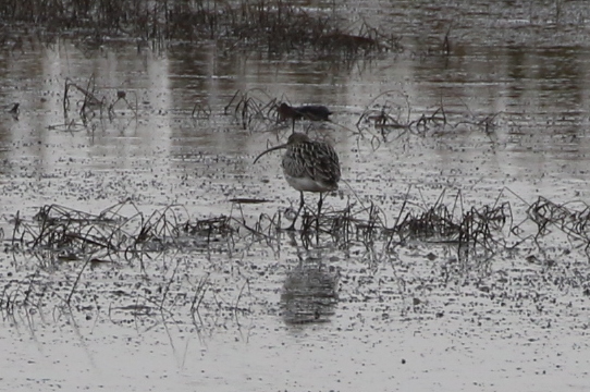 Eurasian Curlew