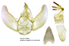 Eupithecia assimilata