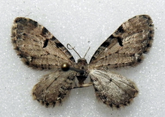 Eupithecia assimilata