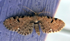 Eupithecia assimilata